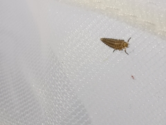 Tytthaspis sedecimpunctata