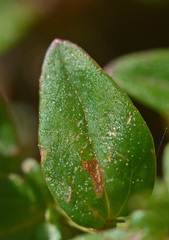 Lysimachia serpyllifolia