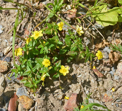 Lysimachia serpyllifolia