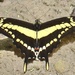 Thoas Swallowtail - Photo (c) Jean-Paul Boerekamps, some rights reserved (CC BY-NC), uploaded by Jean-Paul Boerekamps
