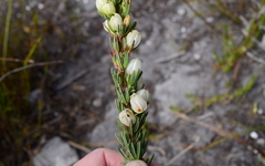 Erica grisbrookii
