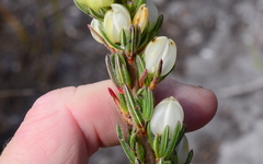 Erica grisbrookii