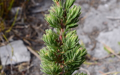 Erica grisbrookii