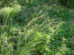 Achnatherum bromoides