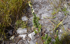Erica grisbrookii