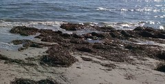 Posidonia australis