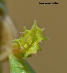 Lythrum borysthenicum