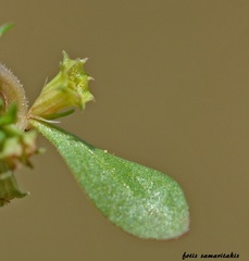 Lythrum borysthenicum
