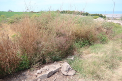 Epilobium pedicellare