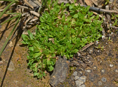 Lythrum borysthenicum
