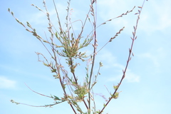 Epilobium pedicellare