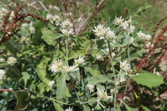 Alternanthera pubiflora