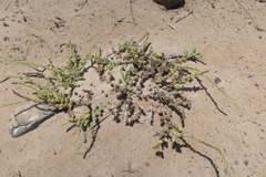 Suaeda foliosa