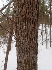 Ostrya virginiana image