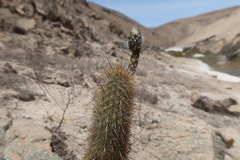 Haageocereus decumbens