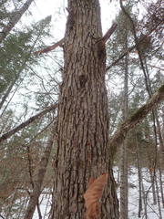 Ostrya virginiana image