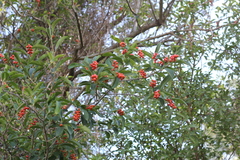 Citharexylum montevidense