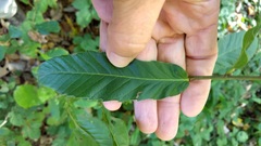 Castanea pumila