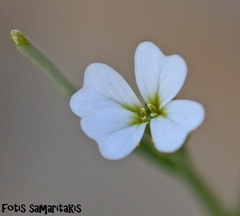 Malcolmia chia