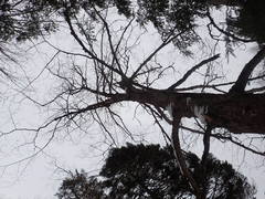 Ostrya virginiana image