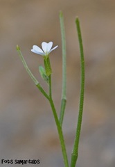 Malcolmia chia