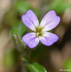 Malcolmia chia
