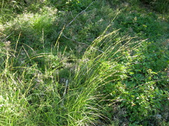 Achnatherum bromoides