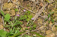 Malcolmia chia
