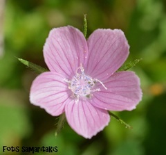Malva cretica