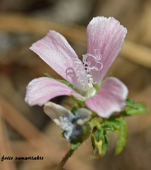 Malva cretica