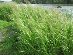 Glyceria spiculosa