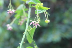 Byttneria urticifolia