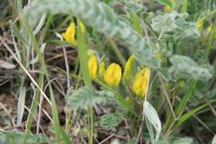 Astragalus buchtormensis