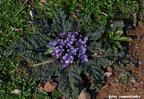 Mandragora