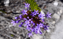 Rhigiophyllum squarrosum