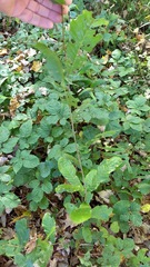 Castanea pumila