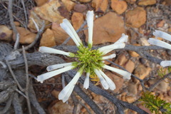 Erica thomae thomae