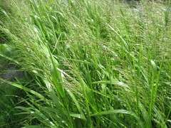 Glyceria spiculosa