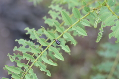 Eudiagogus episcopalis