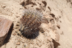 Eriosyce islayensis