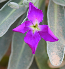 Matthiola incana incana