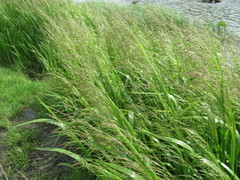 Glyceria spiculosa