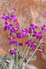 Matthiola incana incana