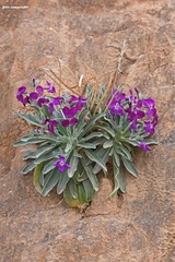 Matthiola incana incana