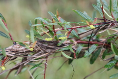 Sebastiania schottiana