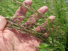Glyceria spiculosa