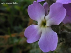 Matthiola tricuspidata
