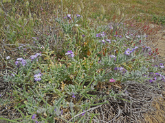 Matthiola tricuspidata