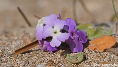 Matthiola tricuspidata