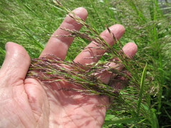 Glyceria spiculosa